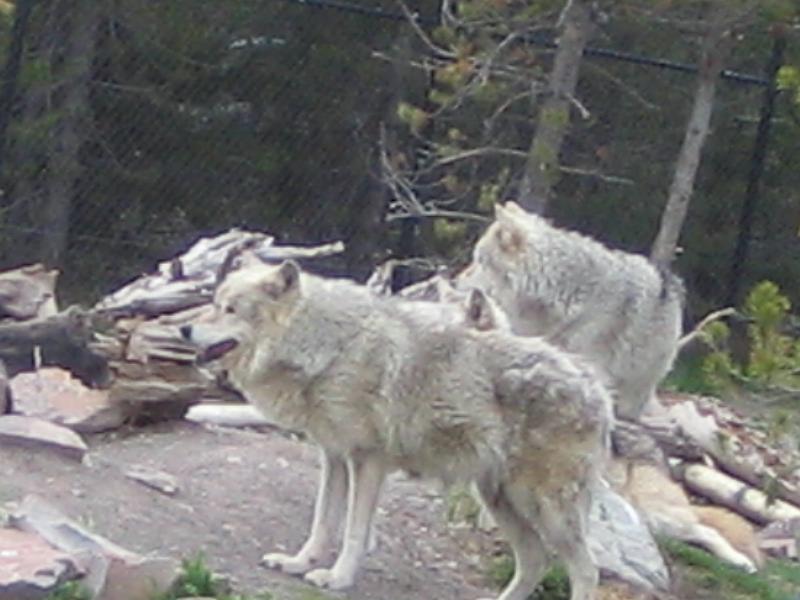 Wolves - alpha and beta males.jpg - The alpha male is closes to us and the beta male is behind him.
